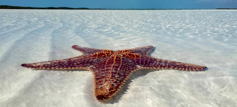 Top Things to Do in the Exumas, Bahamas