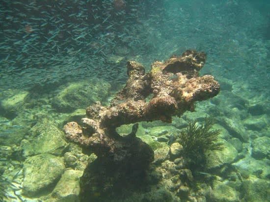 Best Diving in the Caribbean