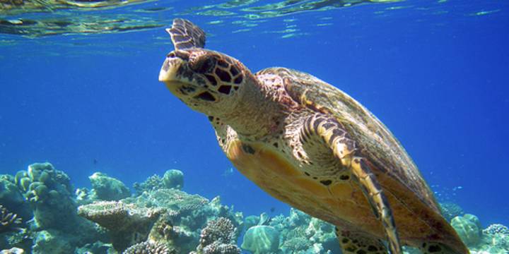 St. Lucia Sailing Itinerary